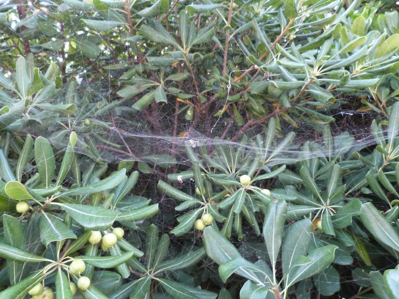 Cyrtophora citricola - Cerveteri (RM)